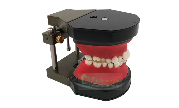 TM-B11 Typodont